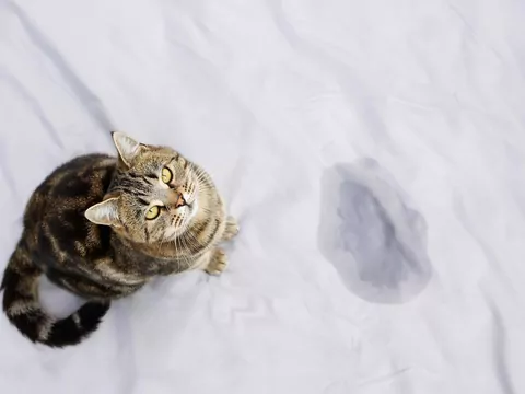 Dlaczego kot zmienia miejsce kuwety?