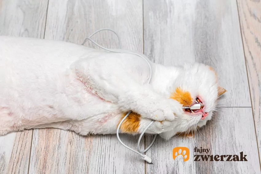 Kot leży na plecach i gryzie kabel
