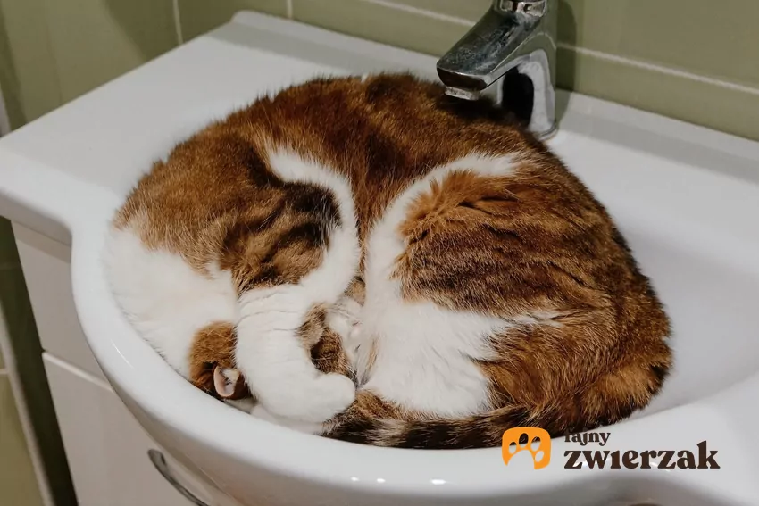 Kot śpi w umywalce