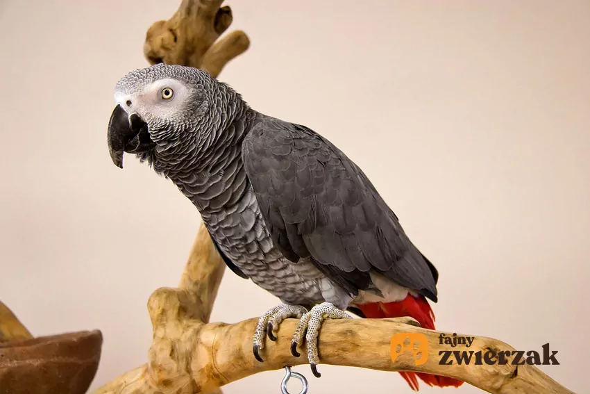 Papuga zaczęła powtarzać jedno słowo