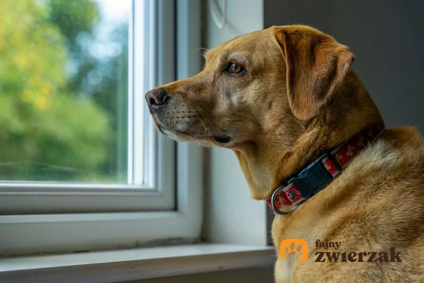 Biszkoptowy pies wygląda przez okno
