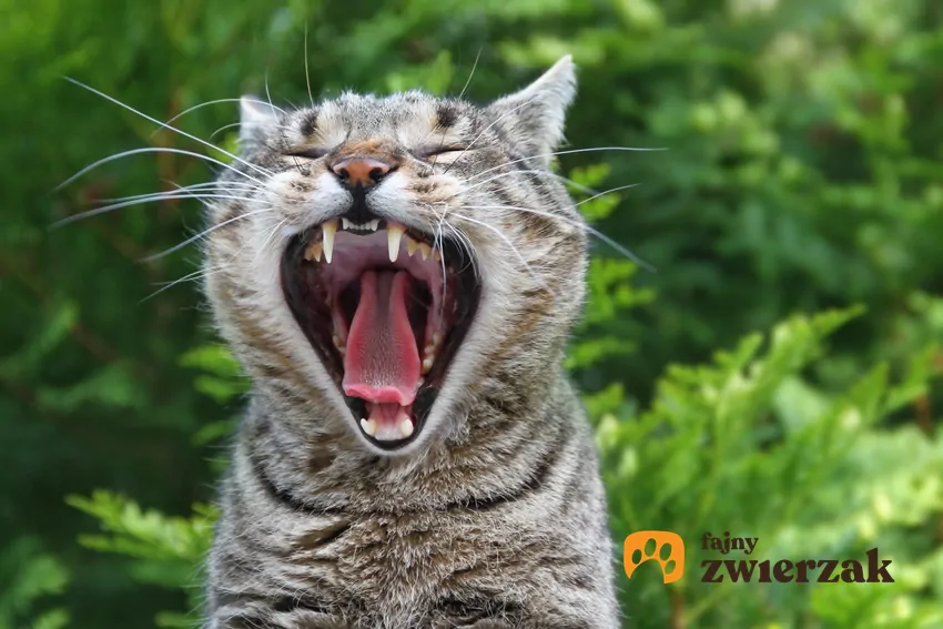 Przetrwałe zęby mleczne u zwierząt