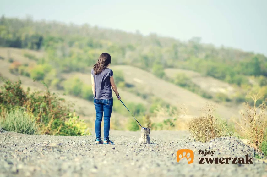 Wyprowadzanie kota na smyczy na spacer, a także podpowiedzi, jak nauczyć kota chodzenia na spacer