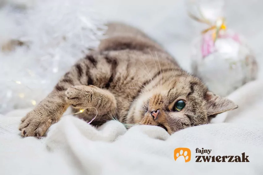 Mały kot okazał się znacznie starszy niż przypuszczano Bury kot leży w pościeli