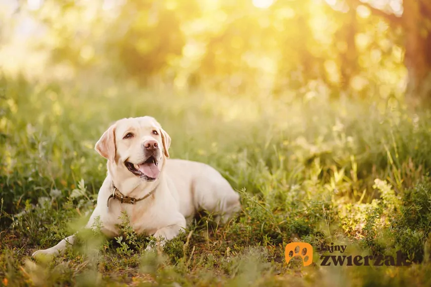 Biszkoptowy labrador leży na tle zielonej roślinności