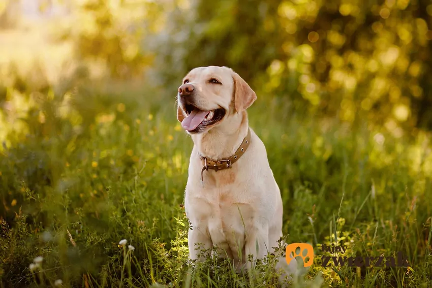 Biszkoptowy labrador siedzi na łące