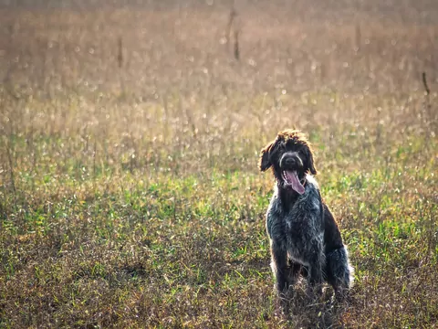 Pies pojawiał się codziennie na stacji kolejowej