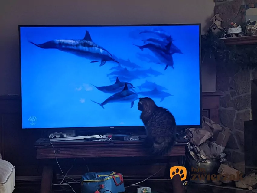 Kot siedzi przed telewizorem