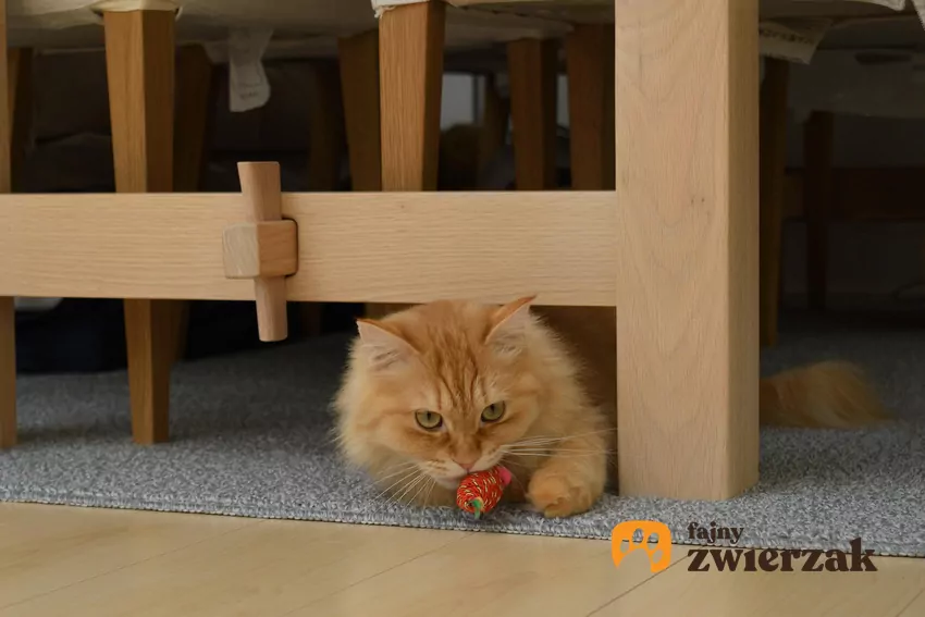 Dlaczego kot chowa zabawki pod meble?