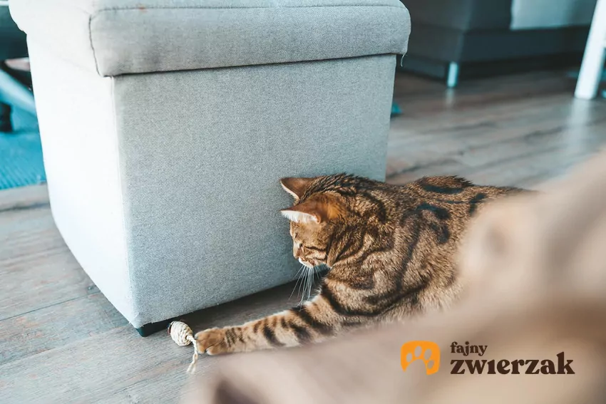 Kot bengalski z zabawką