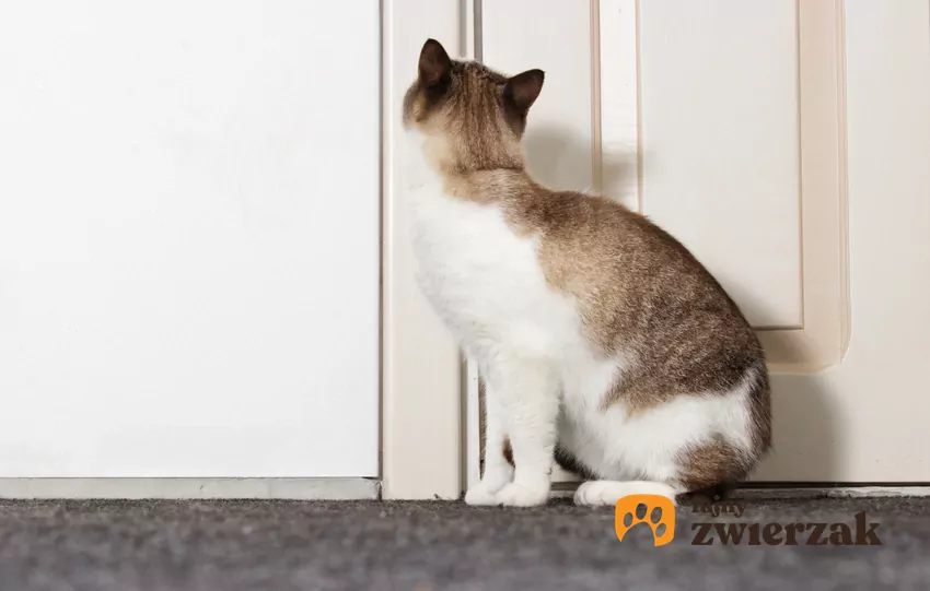 Kot siedzi przed drzwiami