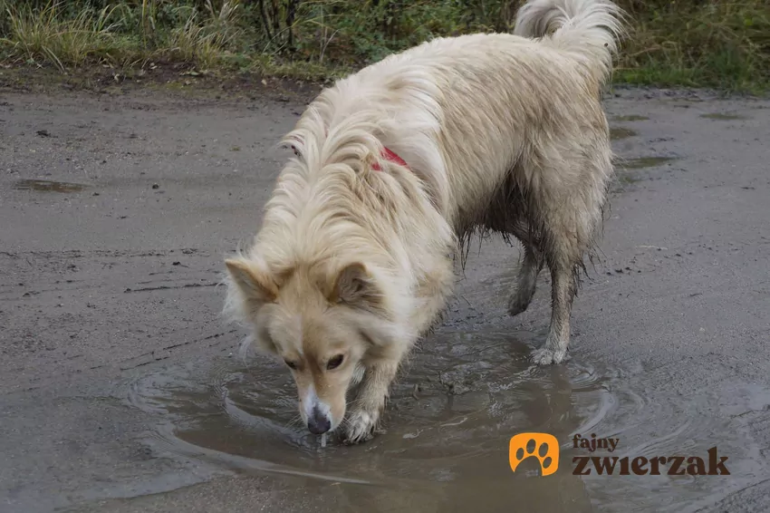 Pies pije wodę z dużej kałuży