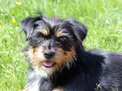 Pies, którego nikt nie chciał adoptować