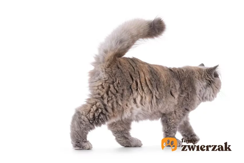 Niespodziewane odejście lub ostentacyjne mycie futra to metoda na szybkie zresetowanie emocji Kod odchodzi