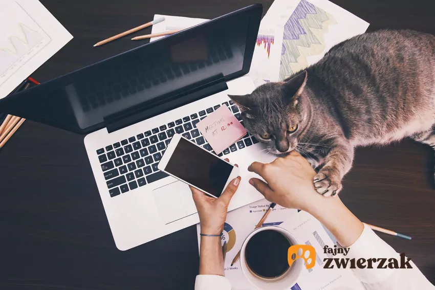 Kot leży przy laptopie