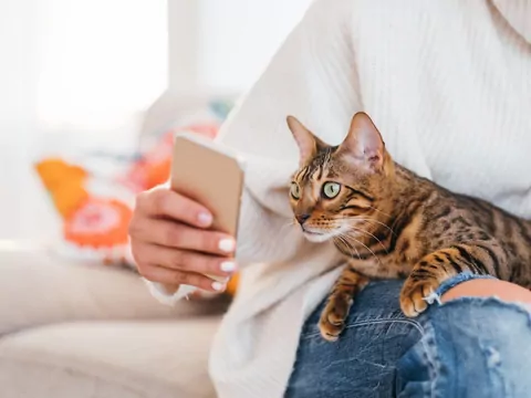 Dlaczego kot reaguje na telefon?