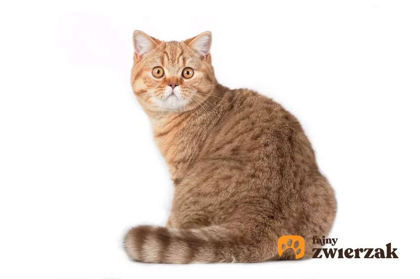 Dlaczego kotu faluje skóra na plecach? Nie zawsze chodzi o emocje