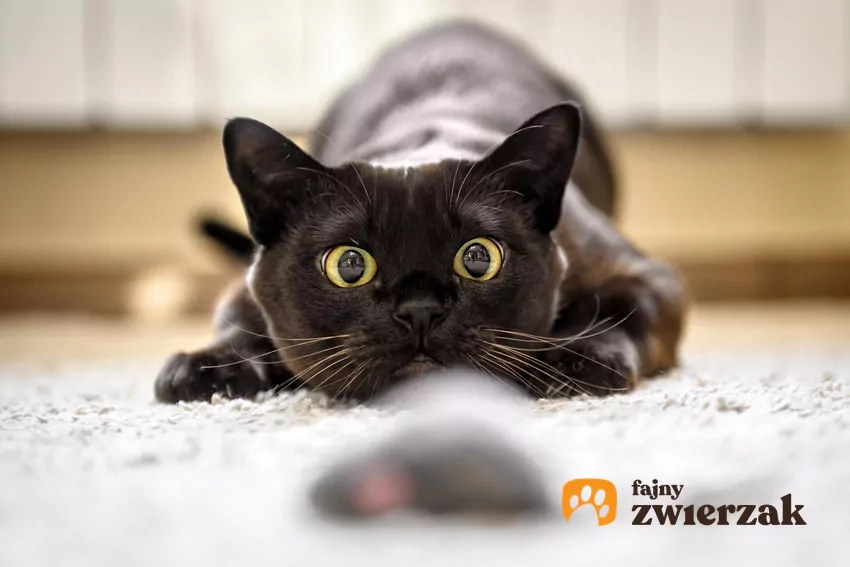 Dlaczego kotu faluje skóra na plecach? Nie zawsze chodzi o emocje