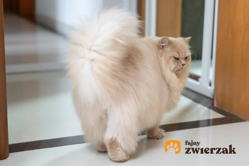 Kot odchodzi od obiektywu