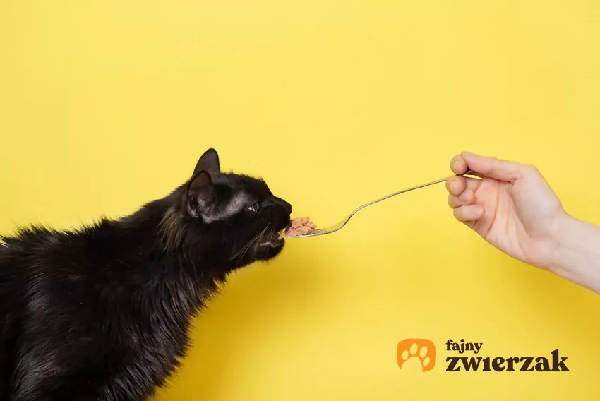 Kot zjada tuńczyka z widelca
