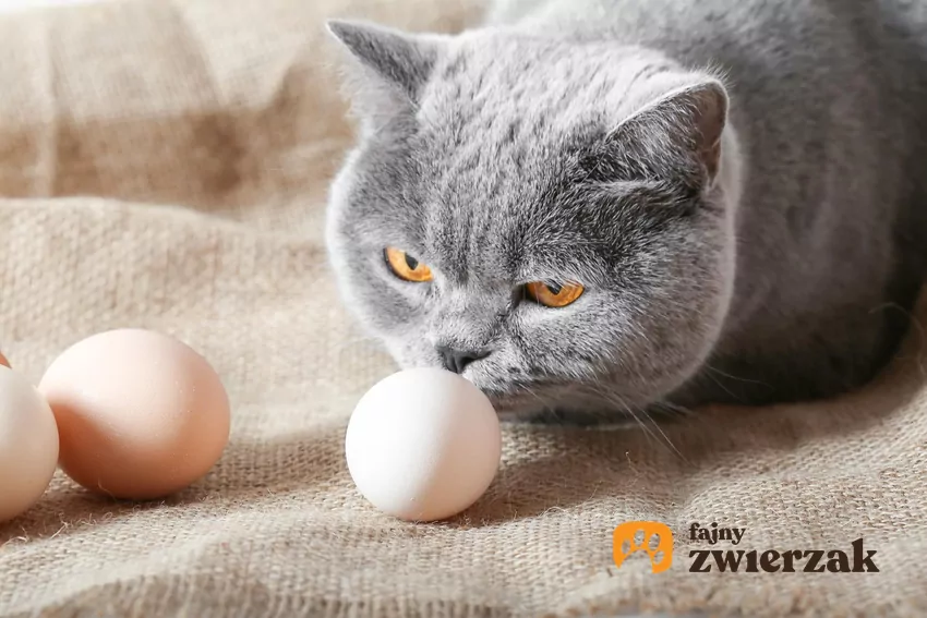 Czy kot może jeść jajka?