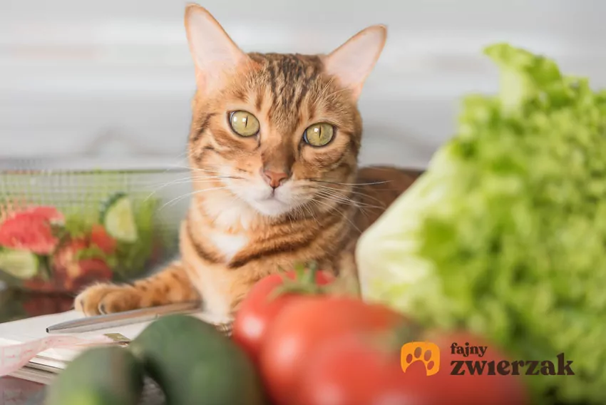 Czy kot może być weganinem?