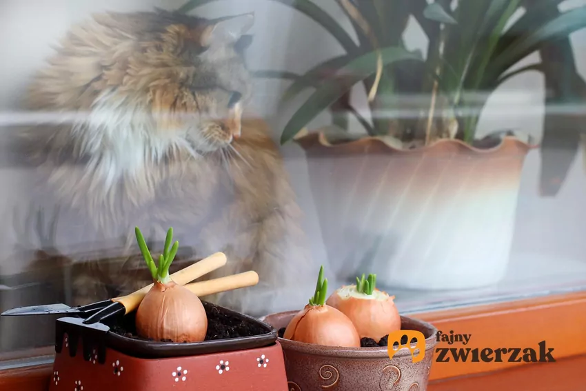 Kot siedzi przy szybie, za którą są doniczki z cebulą