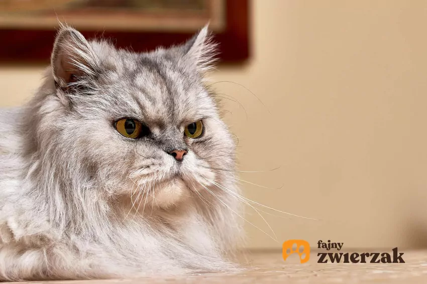 Koty lubią odpoczywać przy osobach, które uważają za zaufane Profil szarego kota perskiego