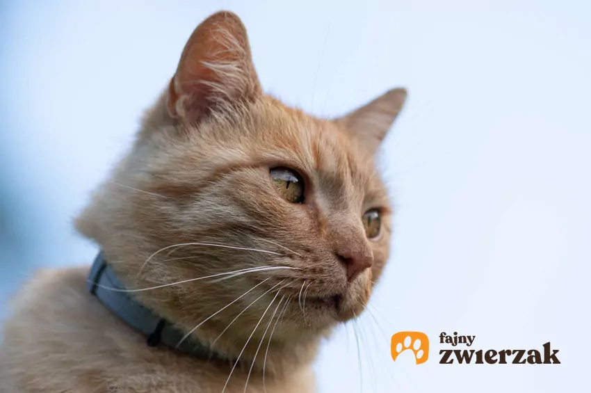 Rudy kot z niebieską obrożą