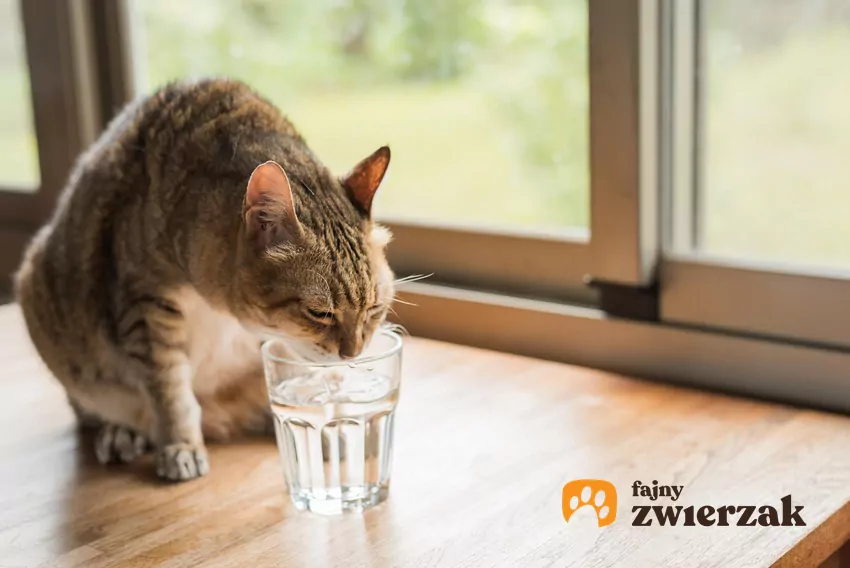 Kot pije wodę ze szklanki