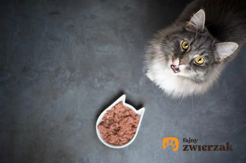 Kot stoi nad miską z jedzeniem i patrzy w górę