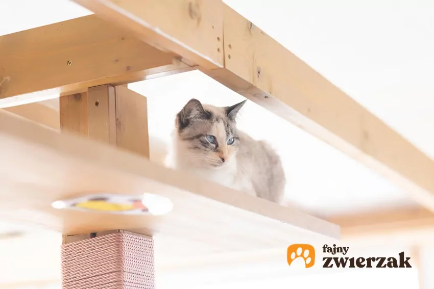 Dla wielu kotów wysokość to gwarancja świętego spokoju Kot siedzi na półce pod sufitem