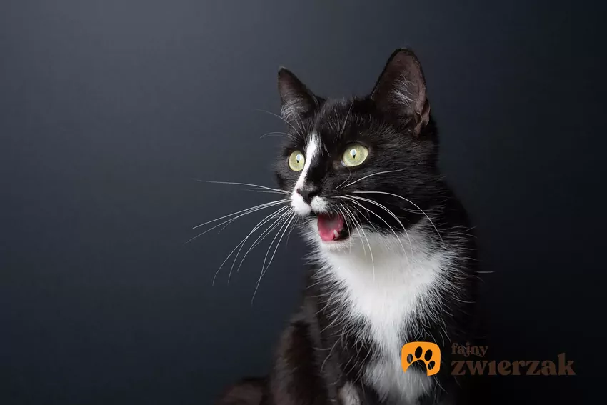 Najczęstszą przyczyną otwierania pyszczka podczas oddychania jest po prostu wysoka temperatura otoczenia lub potężny wysiłek fizyczny Czarno-biały kot z otwartym pyszczkiem