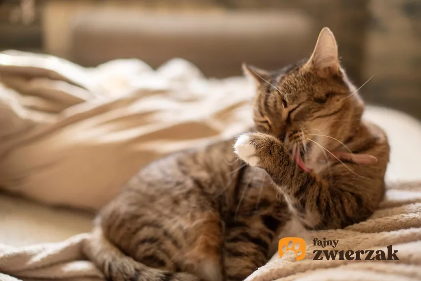 Główną przyczyną powstawania zbitych kul włosowych jest naturalny cykl linienia, który nasila się wiosną oraz jesienią, zmuszając koty do połykania ogromnych ilości martwego podszerstka Kot liże łapkę