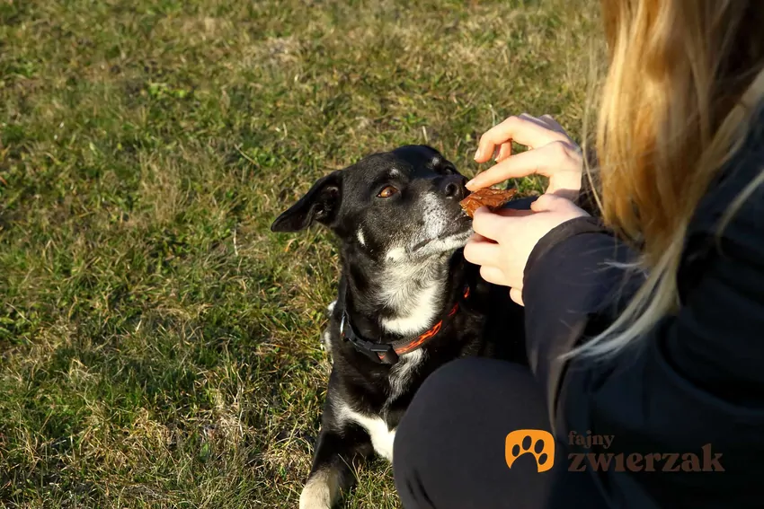 Pies z adopcji może okazać wspaniały charkater Pies podnosi głowę czekając na smaczki