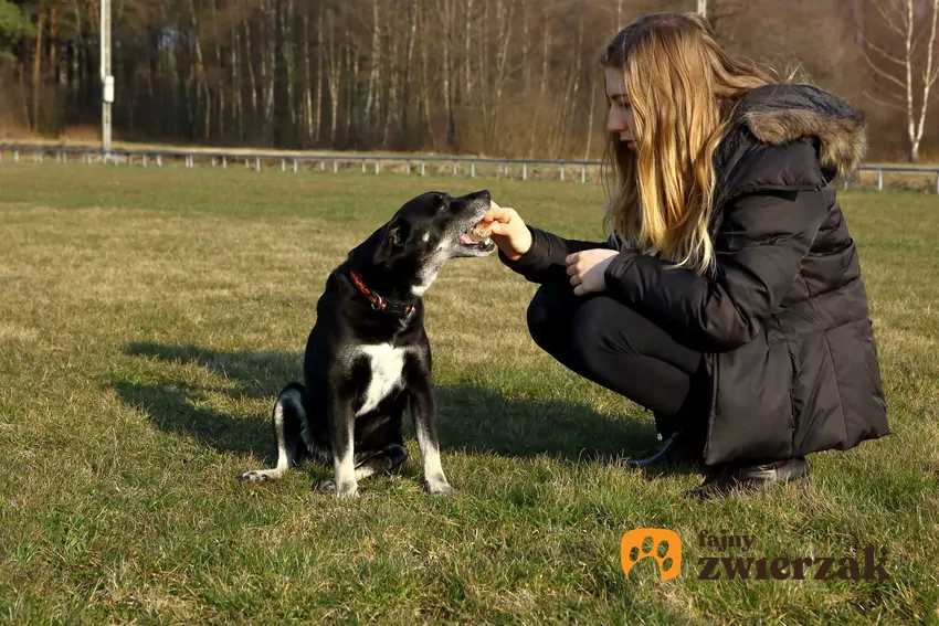 Adoptowany pies codziennie chodził na przystanek autobusowy Młoda kobieta kuca przy czarno-białym psie