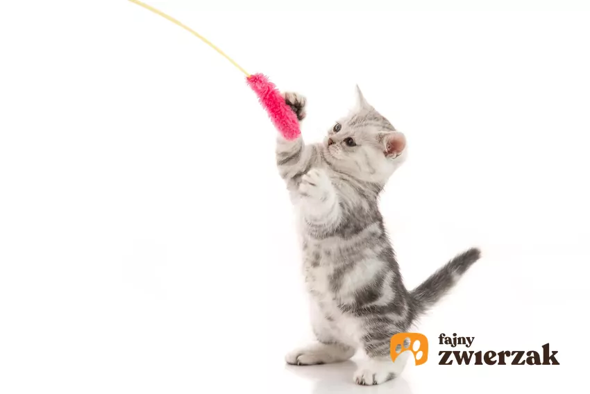 Z pewnością warto zaopatrzyć się w różne rodzaje wędek oraz futrzanych myszek lub piłeczek Kociak bawi się wędką