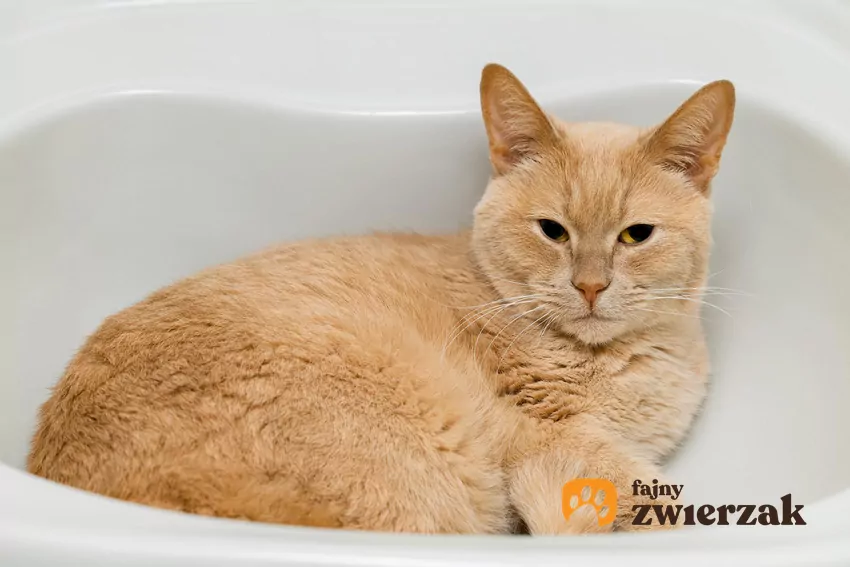 eśli spanie w umywalce utrudnia poranną toaletę, behawioryści radzą, aby stworzyć kotu atrakcyjną alternatywę Kot leży w umywalce