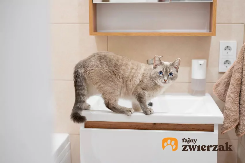 Umywalka jest zazwyczaj zamontowana na podwyższeniu, zatem stanowi idealny punkt obserwacyjny Kot stoi nad umywalką