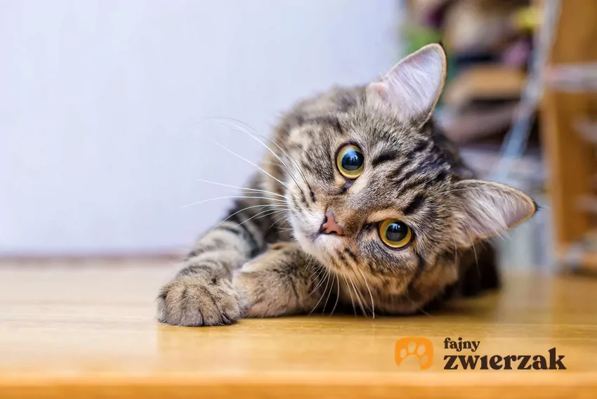 Kot patrzy z przechyloną głową