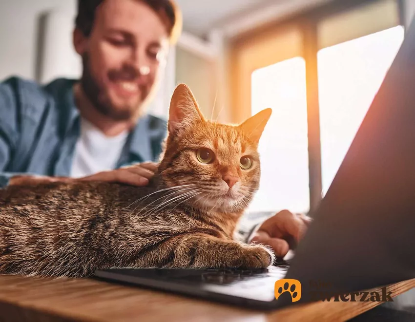 Kot i mężczyzna siedzą przy laptopie