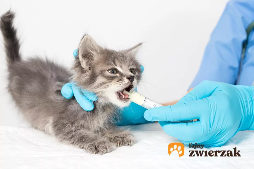 Weterynarz podaje kociakowi lek strzykawką