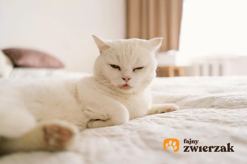 Śliniący się kot leży na łóżku