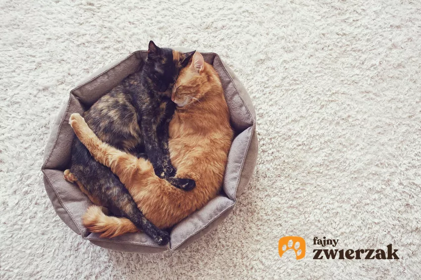 Przytulone koty śpią w legowisku
