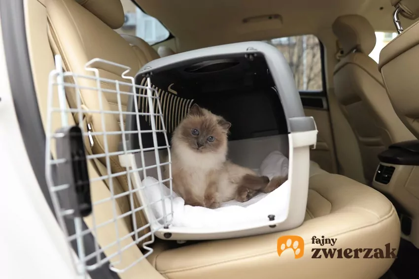 Podczas wyboru transportera zwróć uwagę na funkcjonalność – najlepiej sprawdzają się stabilne modele z tworzywa sztucznego ze zdejmowaną górą Kot w transporterze w samochodzie
