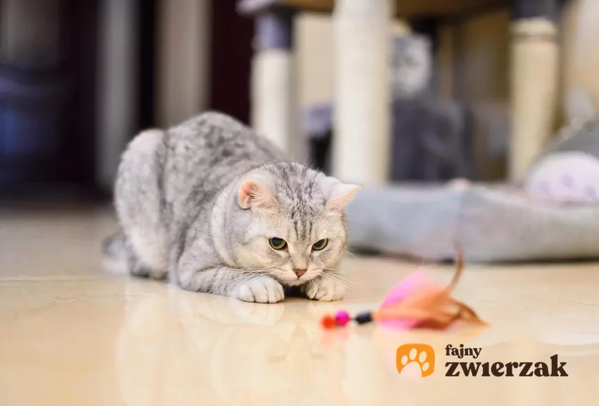 Kot patrzy na zabawkę