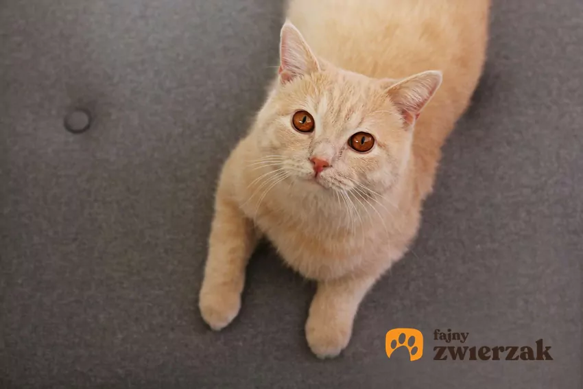 Kot z piwnymi oczami