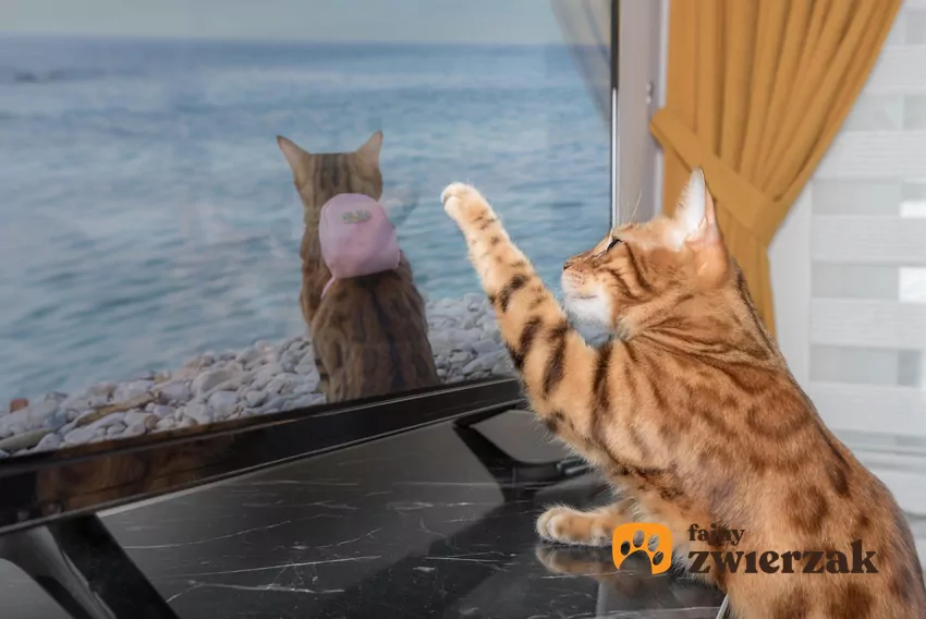 Kot dotyka łapką ekranu telewizora
