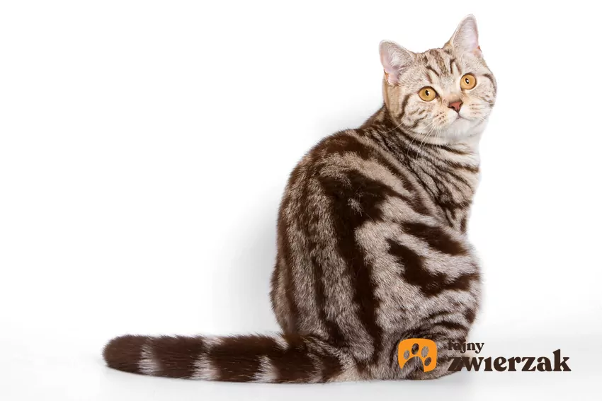 Kot siedzi tyłem do obiektywu, ale z odwróconą w jego stronę głową