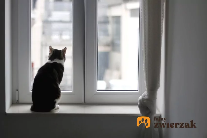 Siedzenie przy oknie o określonej godzinie może być dla czworonoga jedną z „kotwic” umacniających poczucie kontroli nad otoczeniem Kot siedzi na parapecie i patrzy w okno